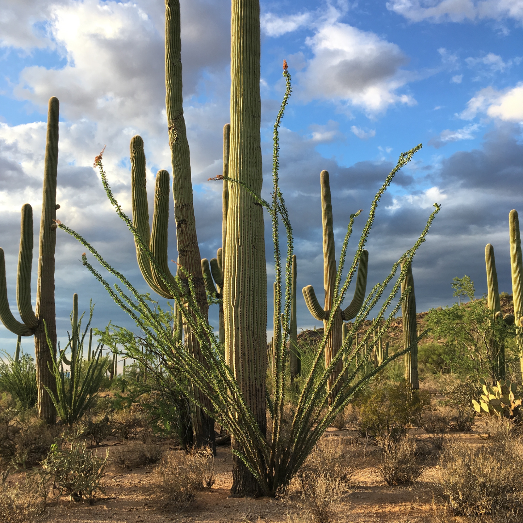 group of saguaro cactus against a beautiful blue sky with clouds