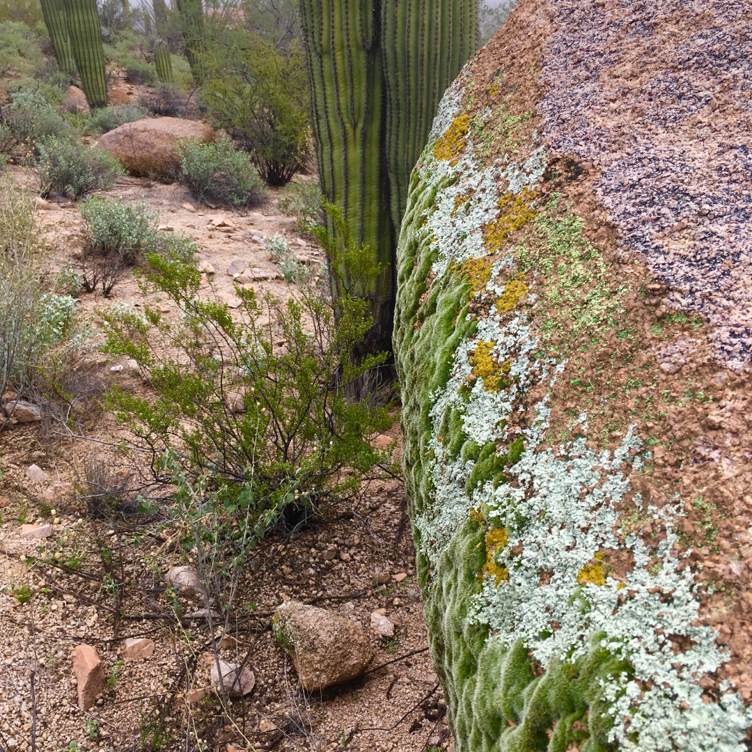 foggy image of saguaros by big granite boulder covered in colorful mosses and lichens from winter rain moisture