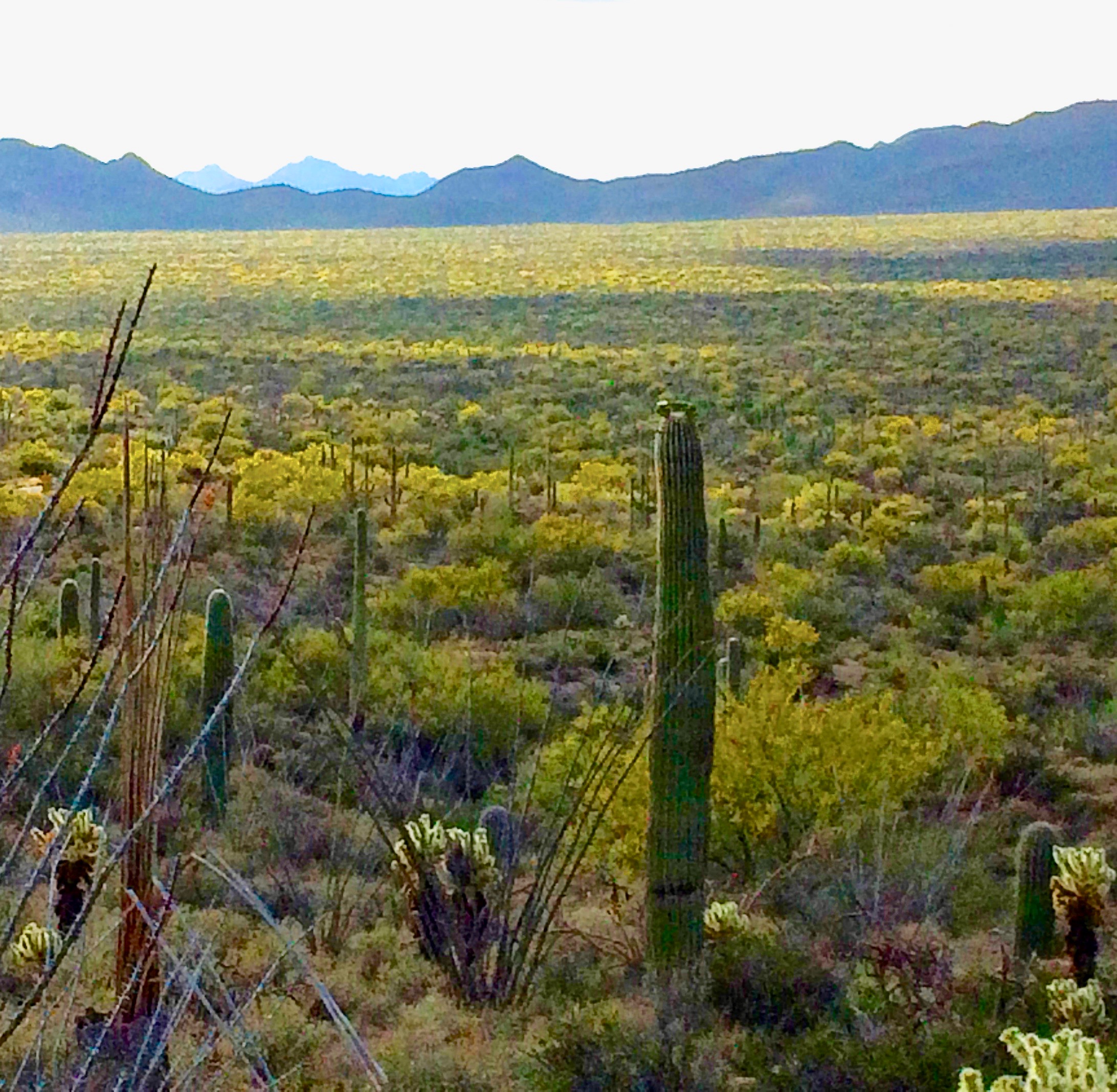broad view of the desert floor with miles of yellow blooming foothills palo verde trees and mountains in the distance