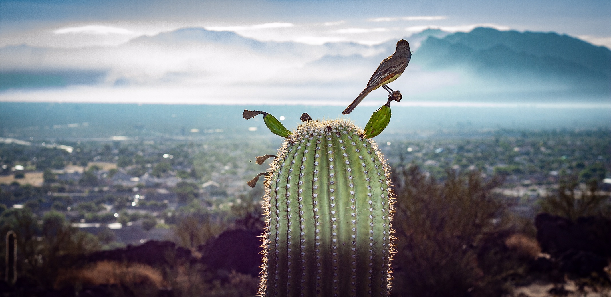 view from across the city of the 2020 Bighorn Fire in the Catalina Mts, with bird perched on fruiting saguaro cactus in the foreground