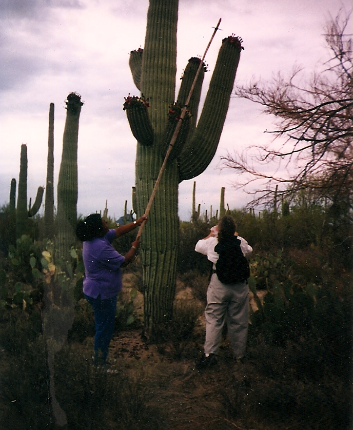 women gathering saguaro fruit in late June heat using traditional harvesting pole made from spliced together saguaro ribs
